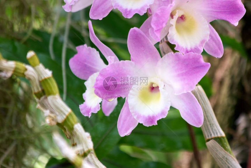 美丽的紫色石斛兰花关闭装饰花关闭模图片