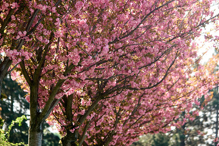 樱花树关闭樱花树的粉红色花朵美图片