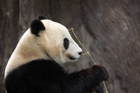 熊猫吃竹子背景模糊图片