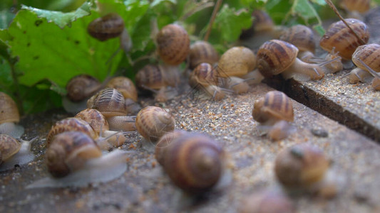 木制蜗牛板上的可食用蜗牛蜗牛的生产蜗牛农场棕色条纹壳图片
