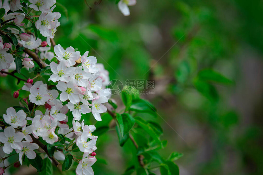 苹果树枝上许多白色花朵和绿色叶子图片
