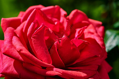 光线下全开红玫瑰rosaceae背景图片