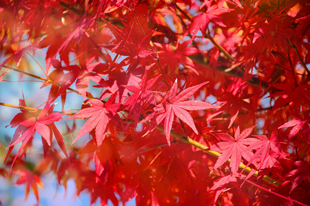 秋天的枫树花园秋天枫叶全红与温暖的秋天太阳背景图片