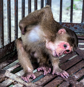 肖像Macaques动物收图片