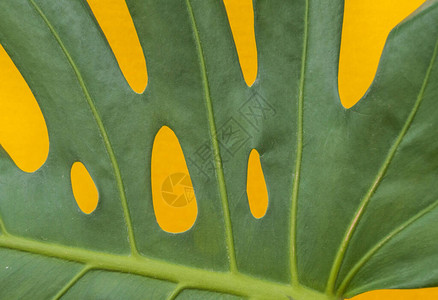 关闭热带怪兽的尾巴在黄色背景上图片