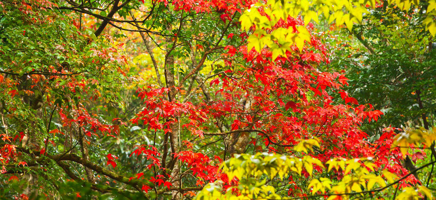 五颜六色的枫叶在初秋从浅绿色到鲜橙色和红色图片