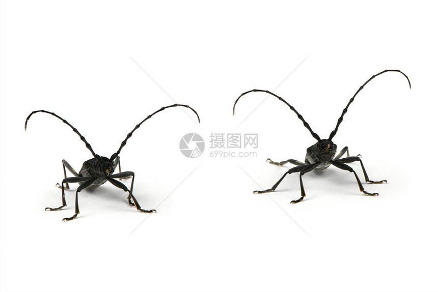 白色背景的长角甲虫或小仙子Cerambyxscopolii物种的两个成员高清晰度照片图片