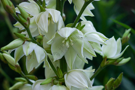 令人惊叹的白色丝兰花与绿叶背景花园里的丝兰植物灌木黑暗和喜怒无常的春夏背景低调颜色自然开花贺卡花卉背景图片