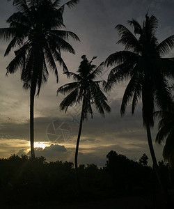 深夜场景与剪影下的椰子树图片