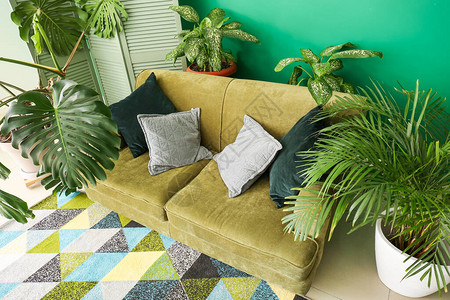 客厅内有室内植物的时尚沙发图片