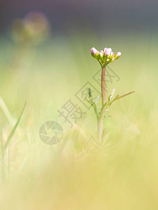 普通杜鹃花植物的嫩芽生长在潮湿的草原和淡水附近高清图片