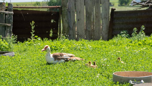 刚出生的小鸭子小鸭子和妈鸭户外在绿草背景可爱的小鸭子图片
