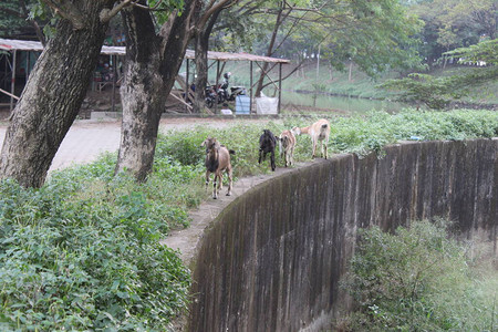 山羊在雅加达图片