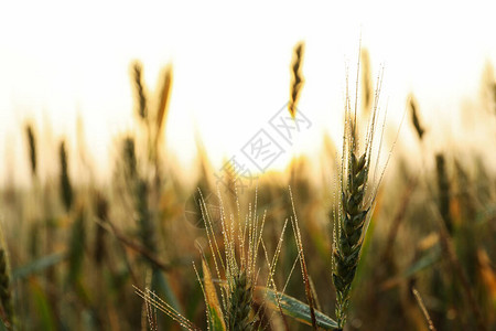 露的麦田美丽的夏日清图片