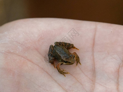 真是个小青蛙她被捧在手心里了图片