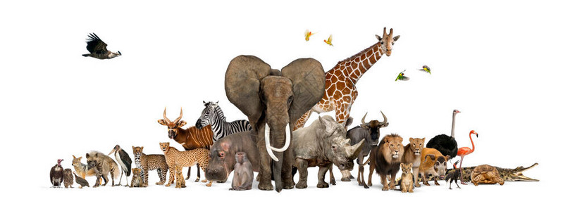 大批非洲动物群野生动物群一图片
