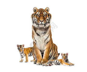 老虎和他的幼崽白图片