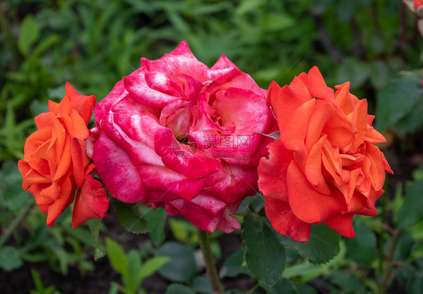 三朵红玫瑰花瓣上有露水在图片