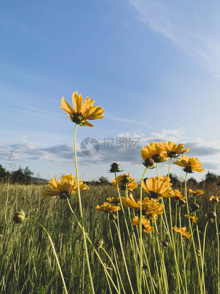 美丽的绿色夏日草原花朵盛开鲜图片