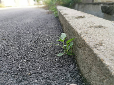 沥青路边沿沥青路边生长的野生图片