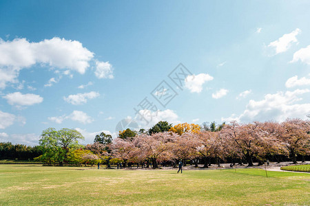 日本福田高原花园樱花林背景图片