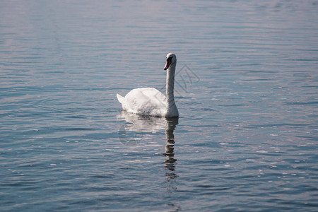 白天鹅在池塘天鹅湖野图片