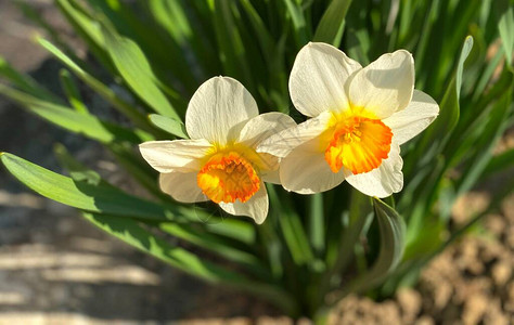 春天的小水仙花图片