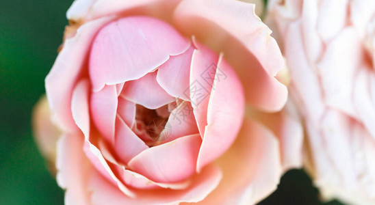 温柔的玫瑰盛开的玫瑰花朵的背景阳光明媚的自然光图片