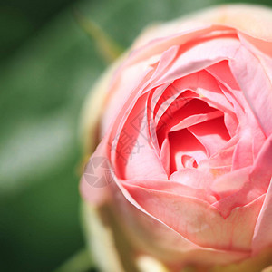 玫瑰复杂的背景和花朵图片