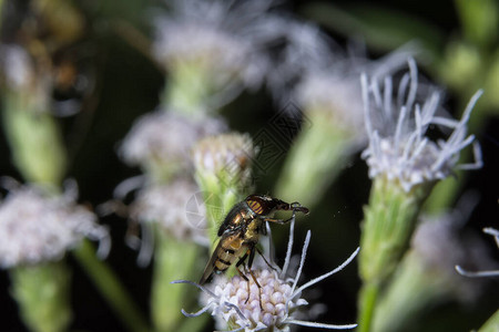 野生植物上的食虫科图片