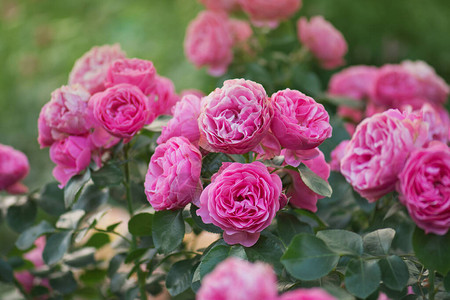 许多美丽的玫瑰花园里玫瑰丛上的粉玫瑰花园里美图片