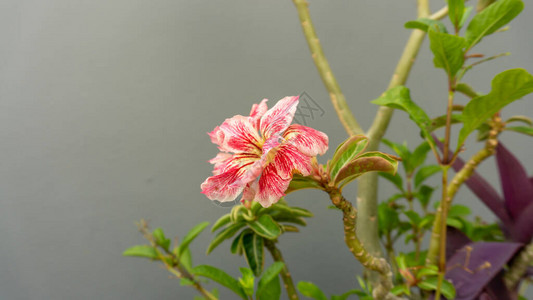 粉花瓣的分支花植物或沙漠玫瑰花在绿叶和灰图片