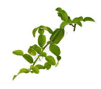 石灰叶植物的绿树枝图片