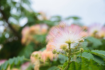 合欢花波斯丝树或粉红丝树含羞草或金合欢开花图片