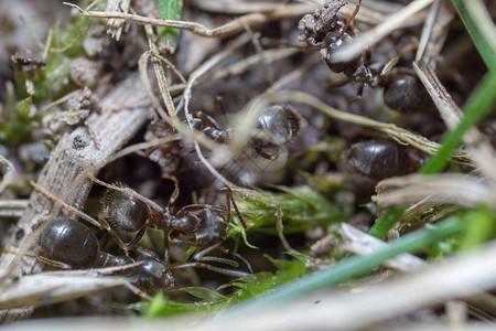 筑巢的蚂蚁垤蚂蚁图片