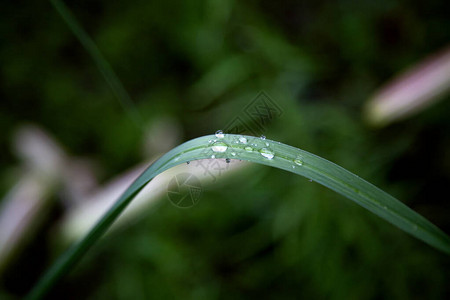 雨后叶子上的露珠顶视图图片