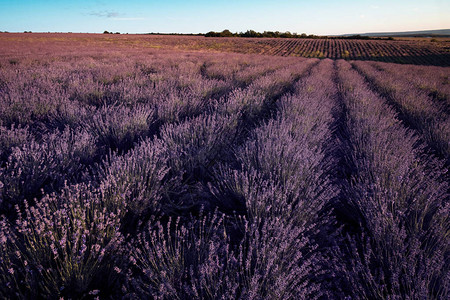 在夏季日落时间的薰衣草紫罗兰色场图片