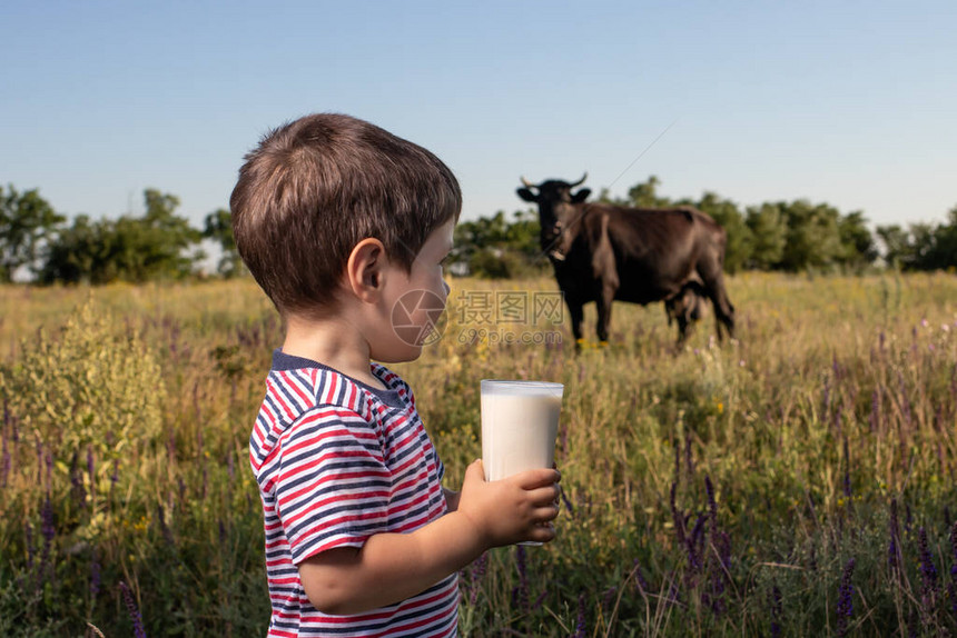 一个穿着条纹亮T恤的小男孩在田野里对着一头黑牛拿着和喝天然牛奶儿童食品图片