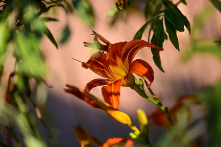 红百合花美丽的夏日美丽图片