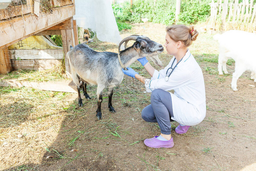 年轻的兽医女人用听诊器拿着和检查牧场背景上的山羊小山羊用兽医手在自然生态农场进行检查动物护理和图片