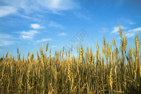 在阳光下田地上开花的小麦农场的背景图片