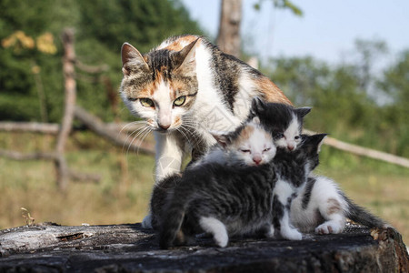 猫妈和她的孩子小猫对质的小猫宠物牛奶农村的宠物图片