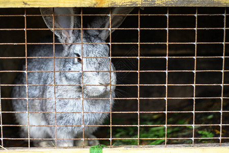 笼子里的兔子坐着而悲伤图片