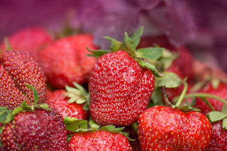 一套红色和成熟的草莓红色新鲜草莓新鲜草莓关闭图片