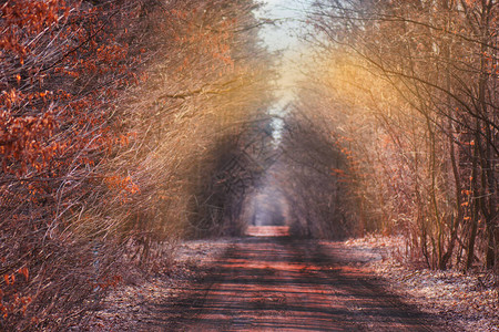 美丽的秋天浪漫树隧道乌克兰的天然树隧道秋天的爱情隧道爱的秋天森林隧道图片