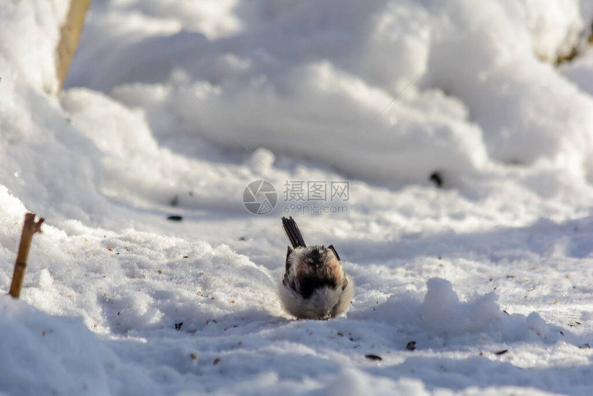 在雪地上贴在饲料周围的图片