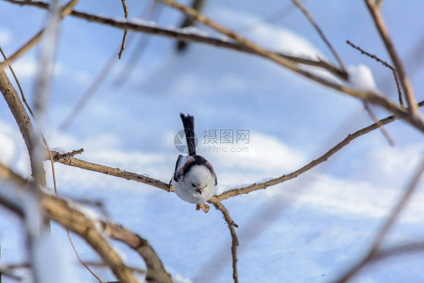 寒冬里一只尾山雀坐在树枝上图片