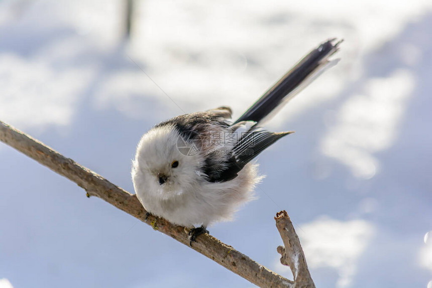 寒冬里一只尾山雀坐在树枝上图片