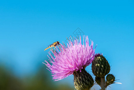 西班牙帕伦西亚的一种食蚜蝇高清图片