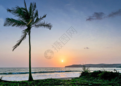 海水中日落海岸上有椰子树可以图片
